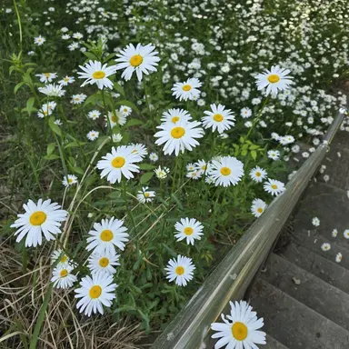 Profile image of 다크카카오 쿠키