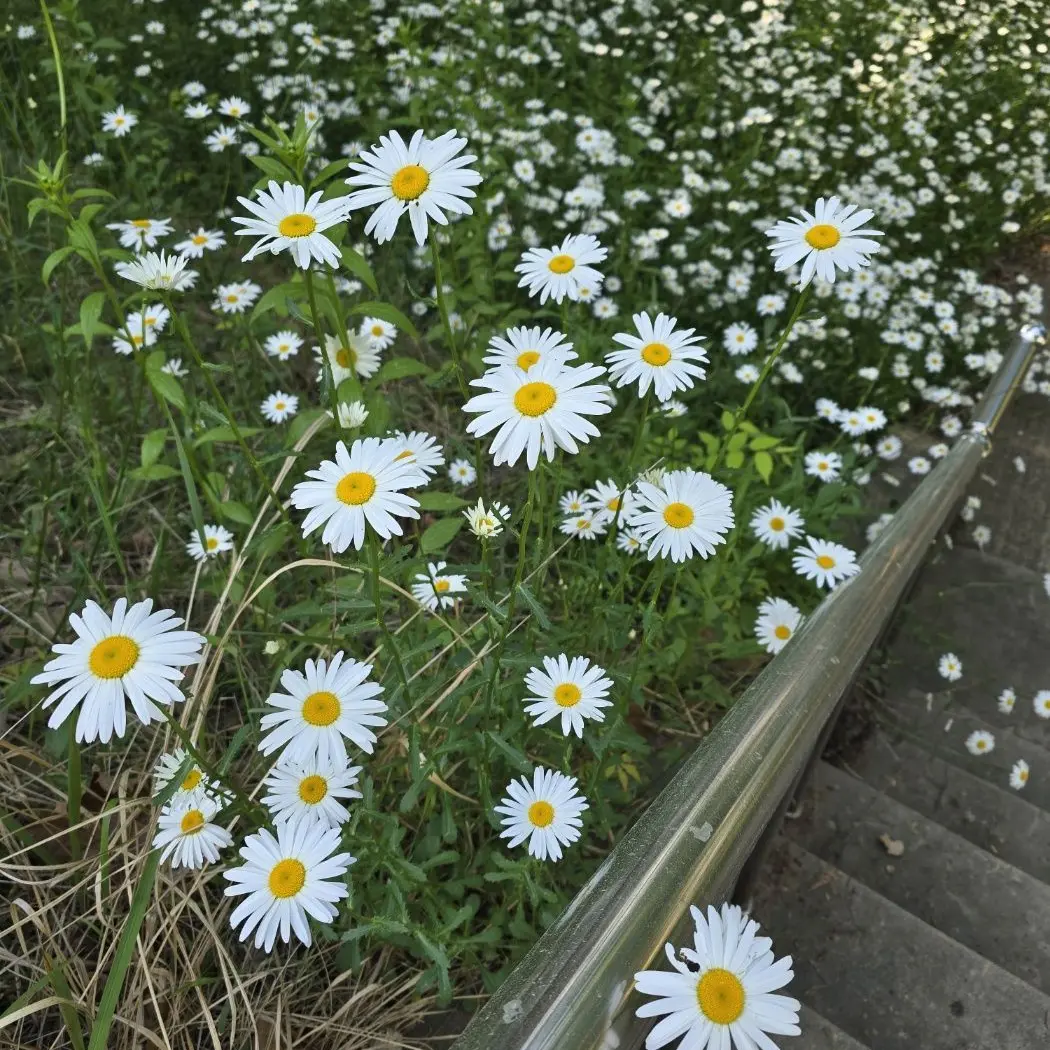 ShinyMud7697의 다크카카오 ❤️ 미스틱플라워