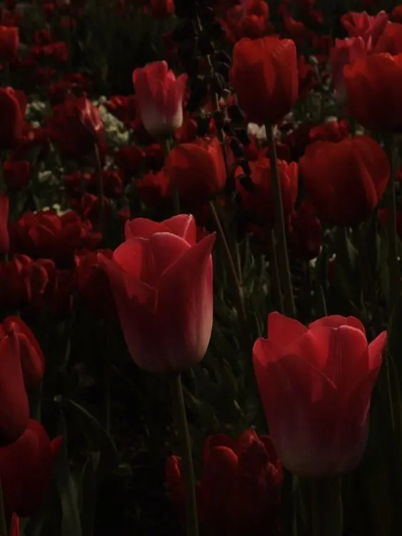 Shiatsu의 유스타스 캡틴 키드