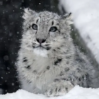 Profile image of 세라피나