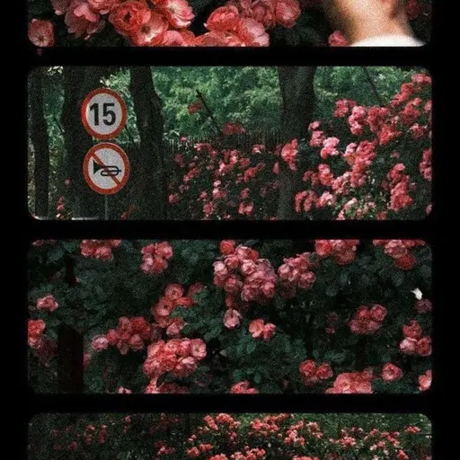 Riii의 #의 애완 인간이 된 것을 축하합니다