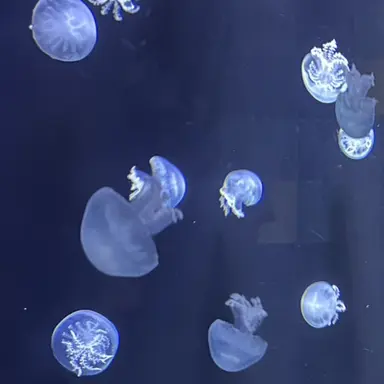 Profile image of クラゲ