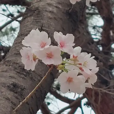 Profile image of 각별