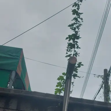 Profile image of 잠뜰