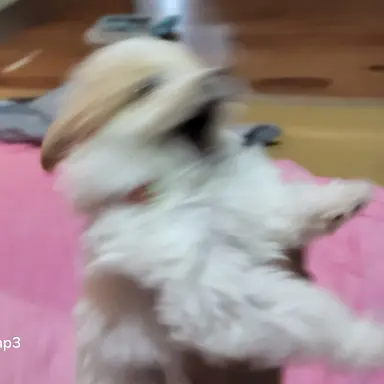 Profile image of 다롱이