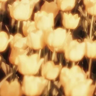 Profile image of ルカ