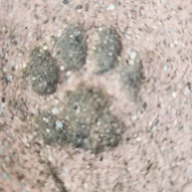 Profile image of 여우