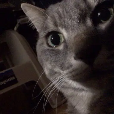Profile image of りょうせい