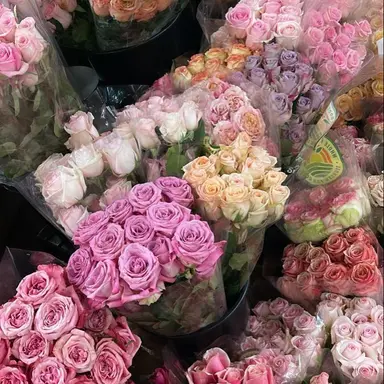 Profile image of Sofia Callahan