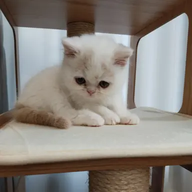 Profile image of 포세이큰