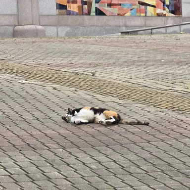 Profile image of 최상엽