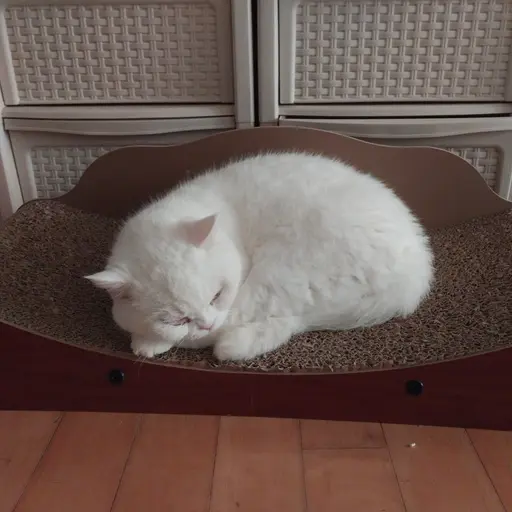FolksyHut8815의 말랑 고양이