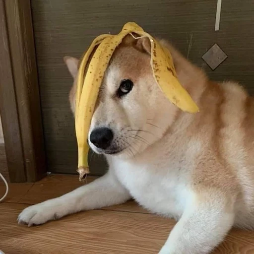 관심이
