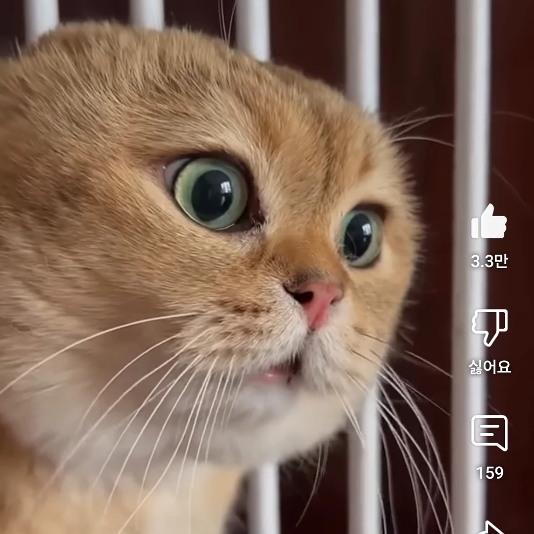 따지는 고양이