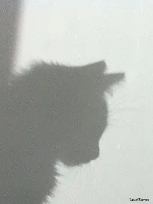 dar_uuish의 転校生