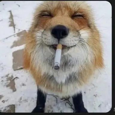 Profile image of Fox