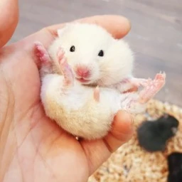 두니