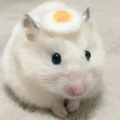 cuteturtle의 햄터
