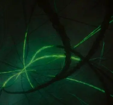 Profile image of Loki Odinson