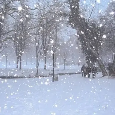 Profile image of Snow Man