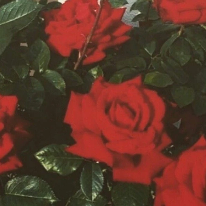 마플