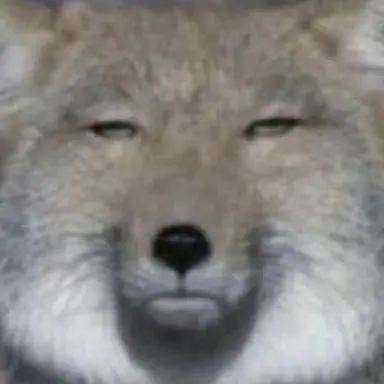 Profile image of 여우
