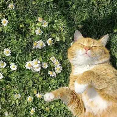 Profile image of 리오