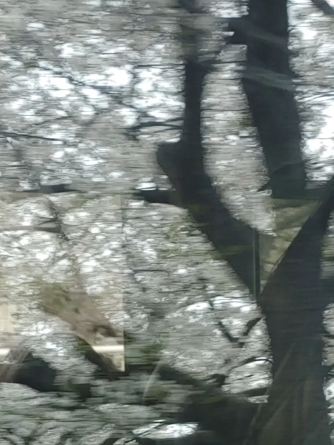 SnowMantan.Abe.saioshi의 y