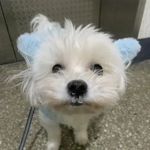 FoggyElbow1397의 찐찐
