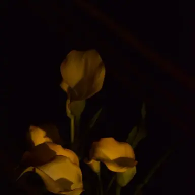 Profile image of 김각별