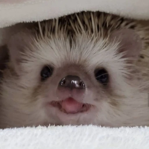 왂꽊꼮