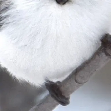 Profile image of 鉢屋三郎