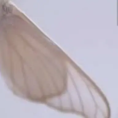 Profile image of 不破雷蔵