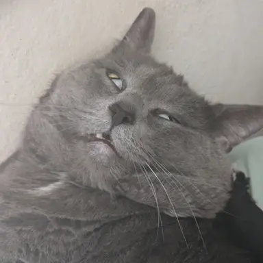 Profile image of Luna