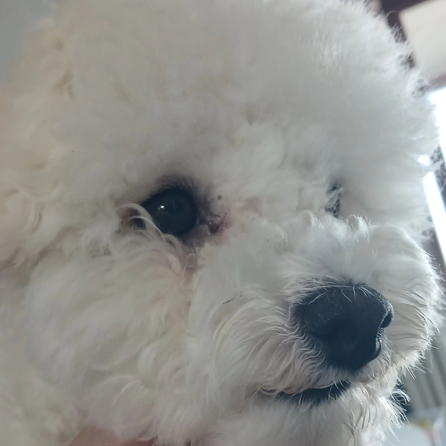 쌍둥이 동생들