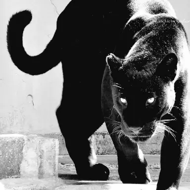 Profile image of 바르곤