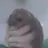 햄스트