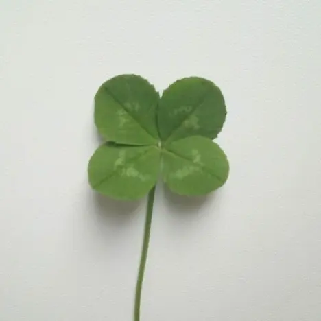 YeTTONGGO의 네잎클로버🍀