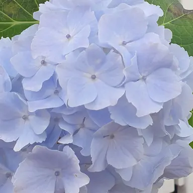 Profile image of 오유키 린