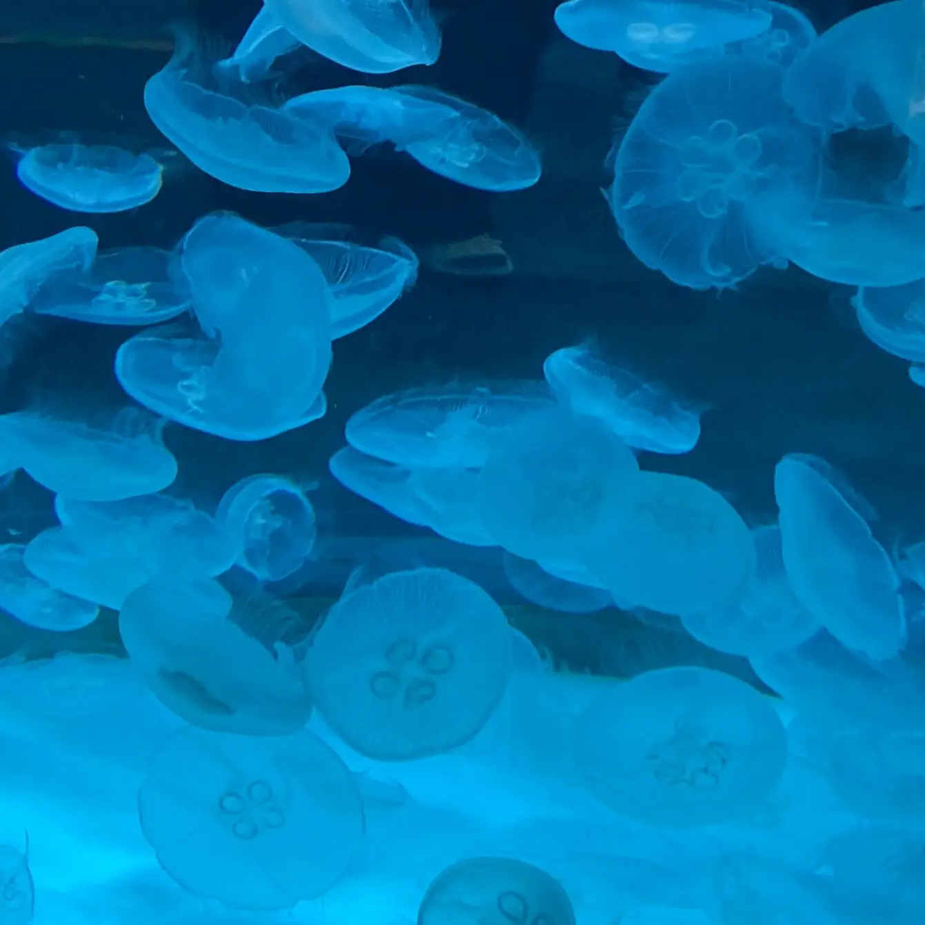 CherryPotoo6625의 自己満