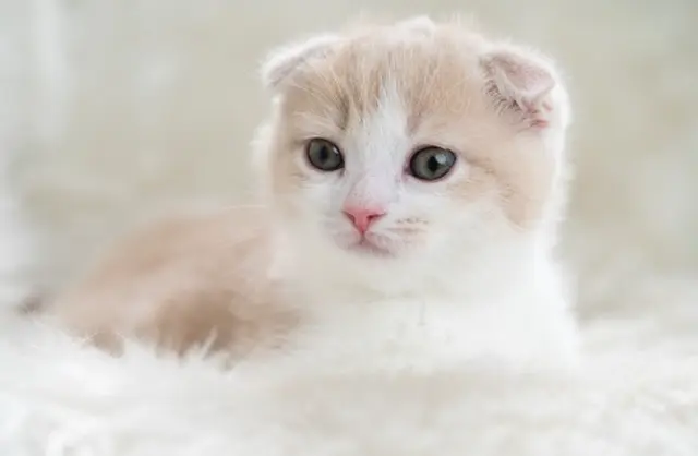 Profile image of 쿠로바카이토