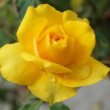 Profile image of 각별