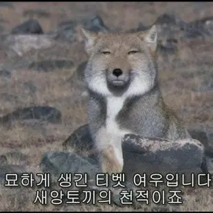 Profile image of 여우2