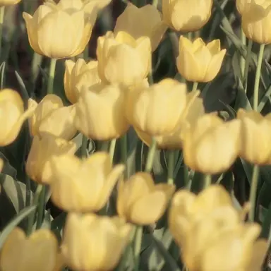 Profile image of 각별