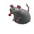 쥐