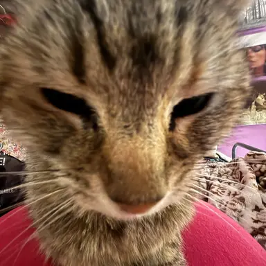 Profile image of Lila