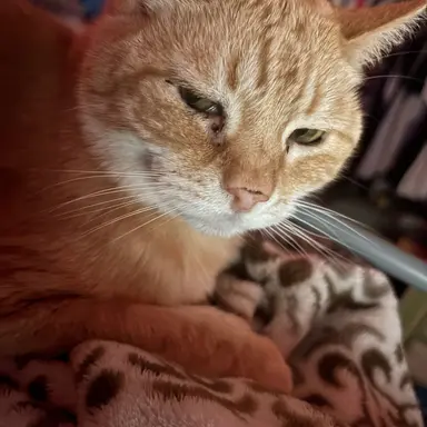 Profile image of Leo