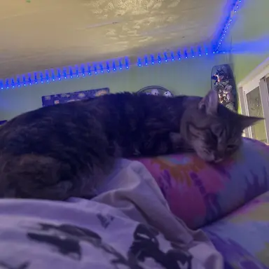Profile image of Ollie