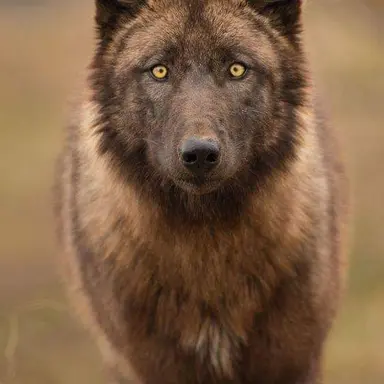 Profile image of Ghost