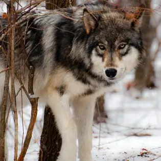 scar67의 TF141 Wolf pack